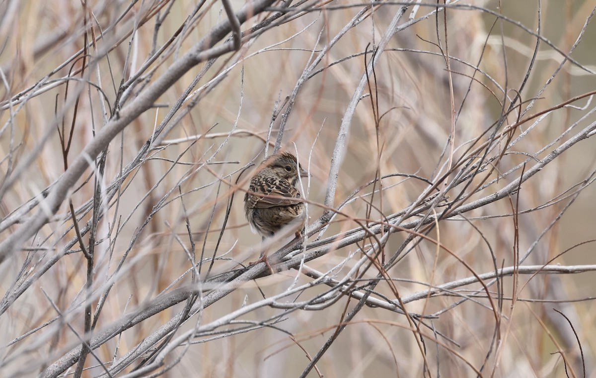 Lincoln's Sparrow - Anne Bielamowicz