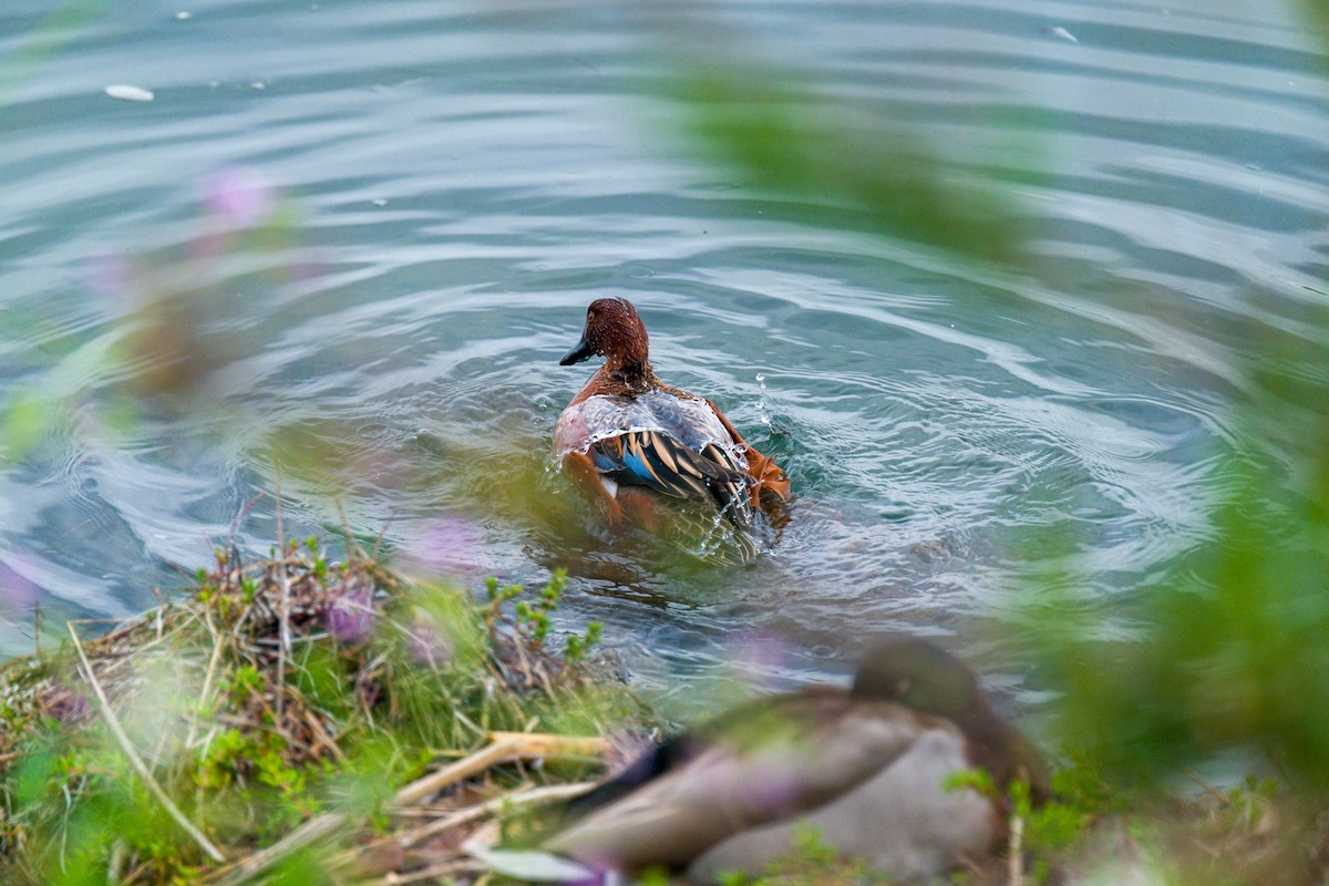 Cinnamon Teal - ML616365084