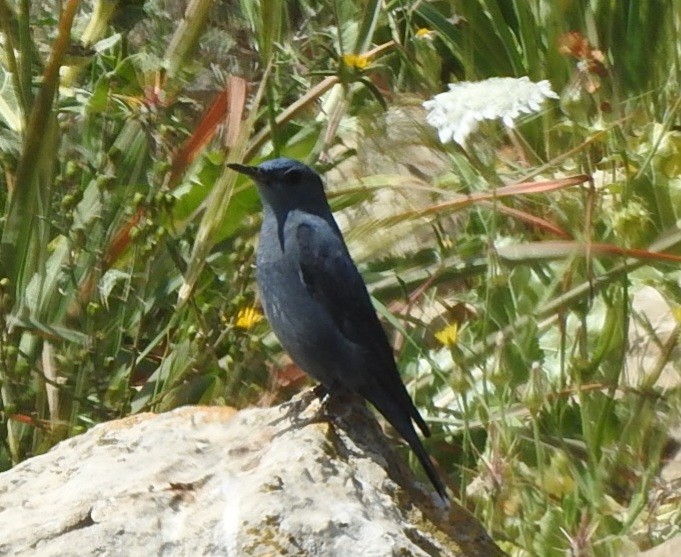 Blue Rock-Thrush - ML616365124