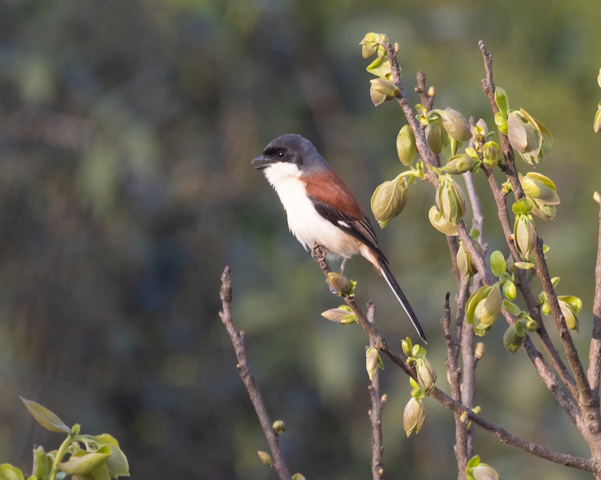 Burmese Shrike - ML616365147