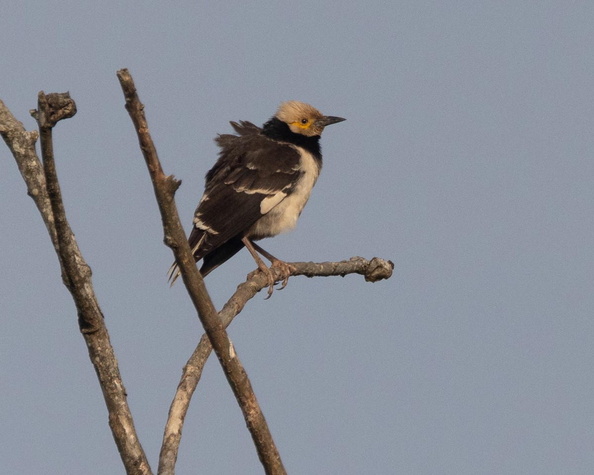 Black-collared Starling - ML616365153