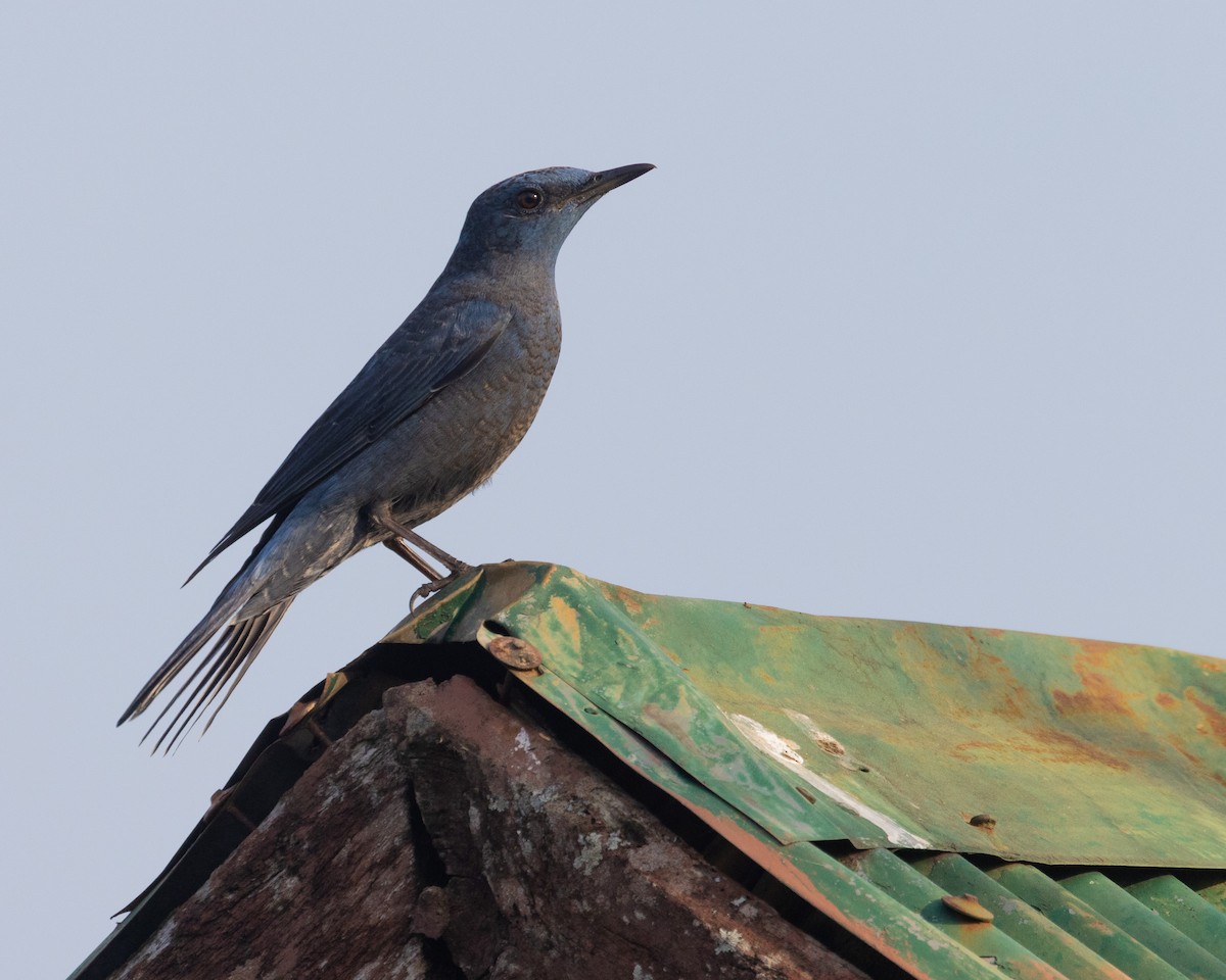 Blue Rock-Thrush - ML616365156