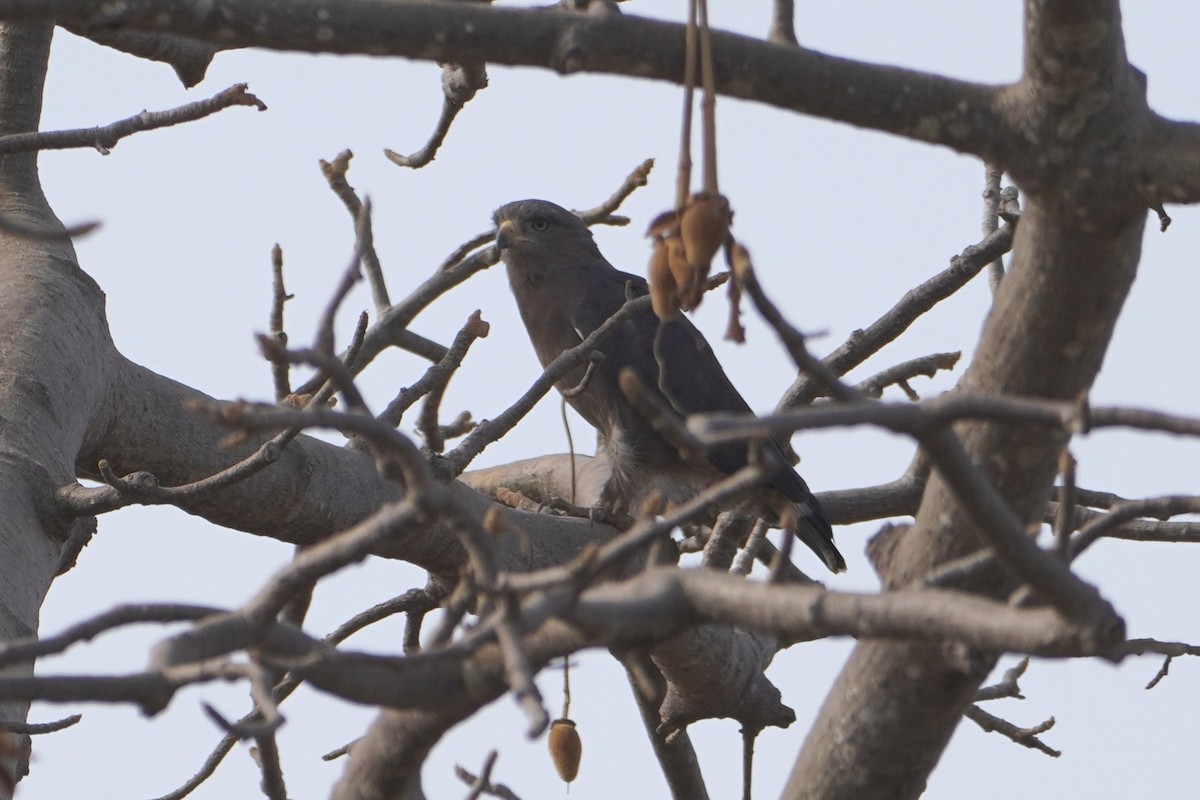 Banded Snake-Eagle - ML616365160