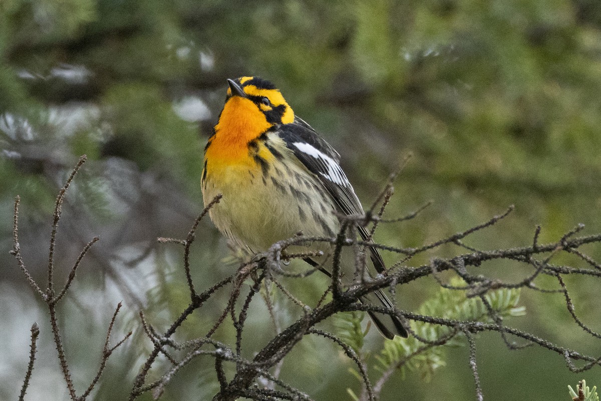 Blackburnian Warbler - ML616365189