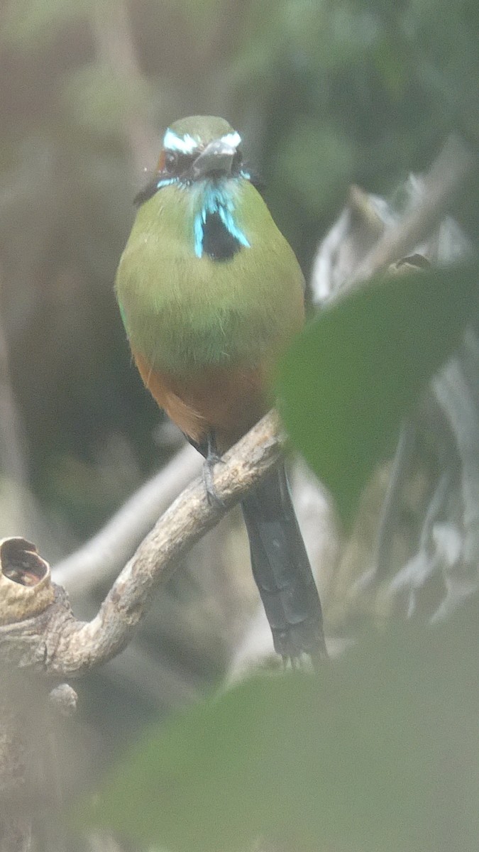 Turquoise-browed Motmot - ML616365197