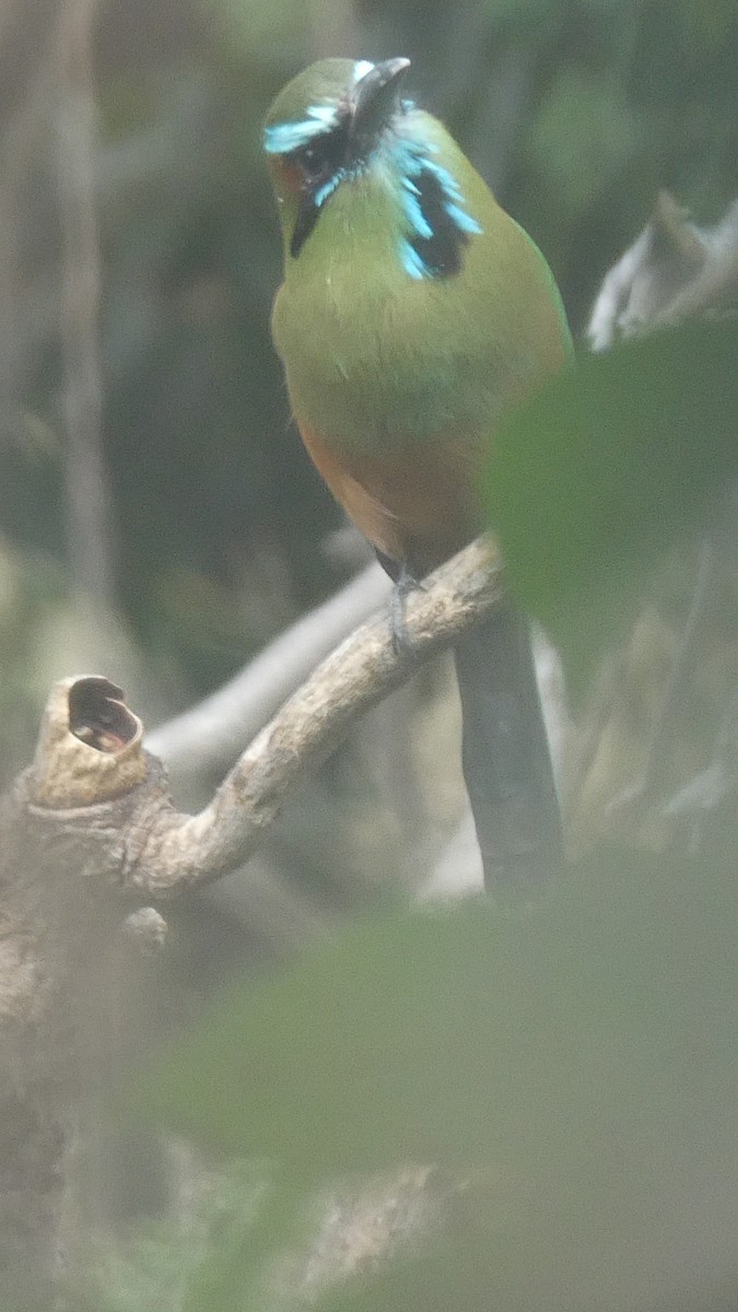 Turquoise-browed Motmot - ML616365198