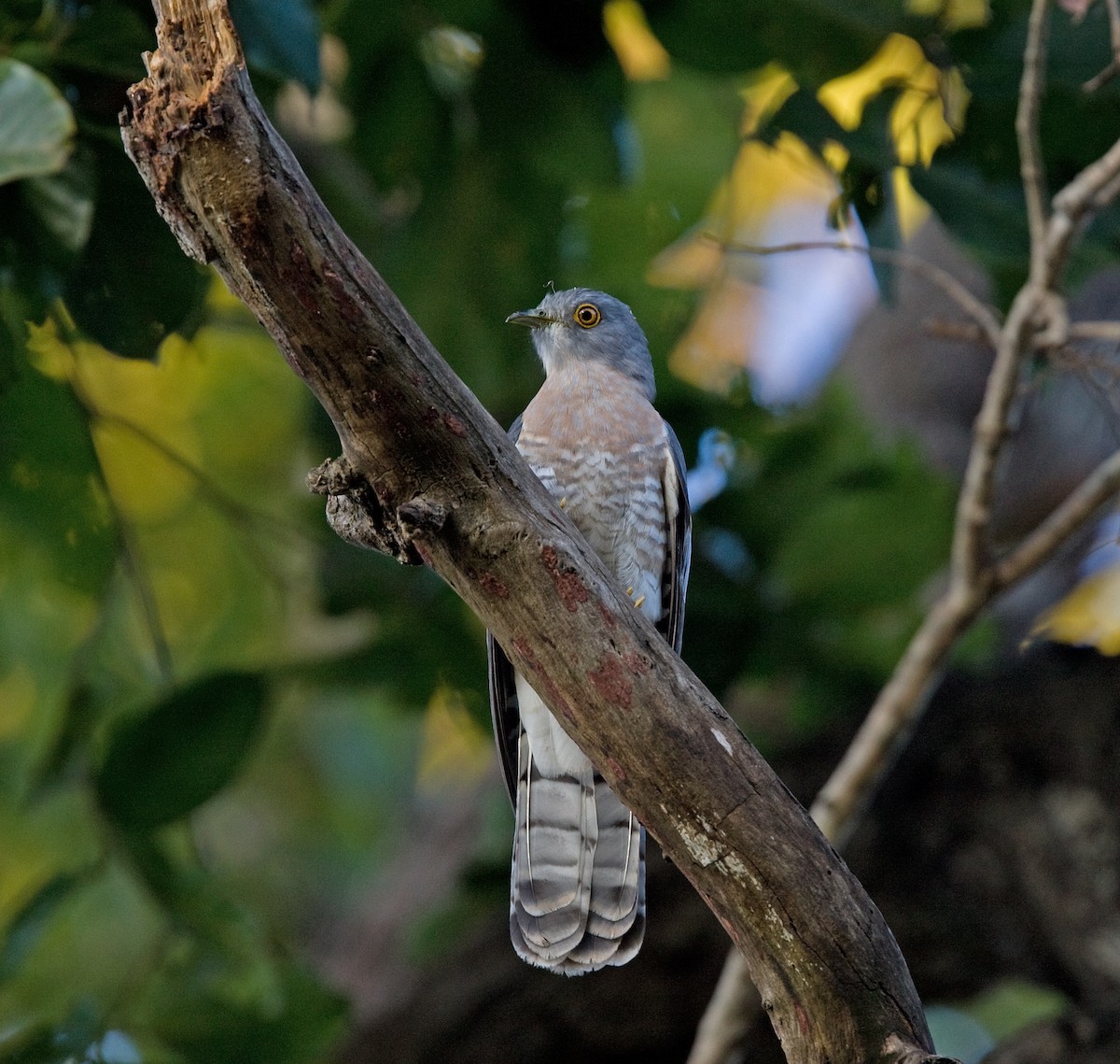 Common Hawk-Cuckoo - Graham Ekins