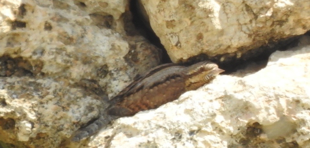 Eurasian Wryneck - ML616365258