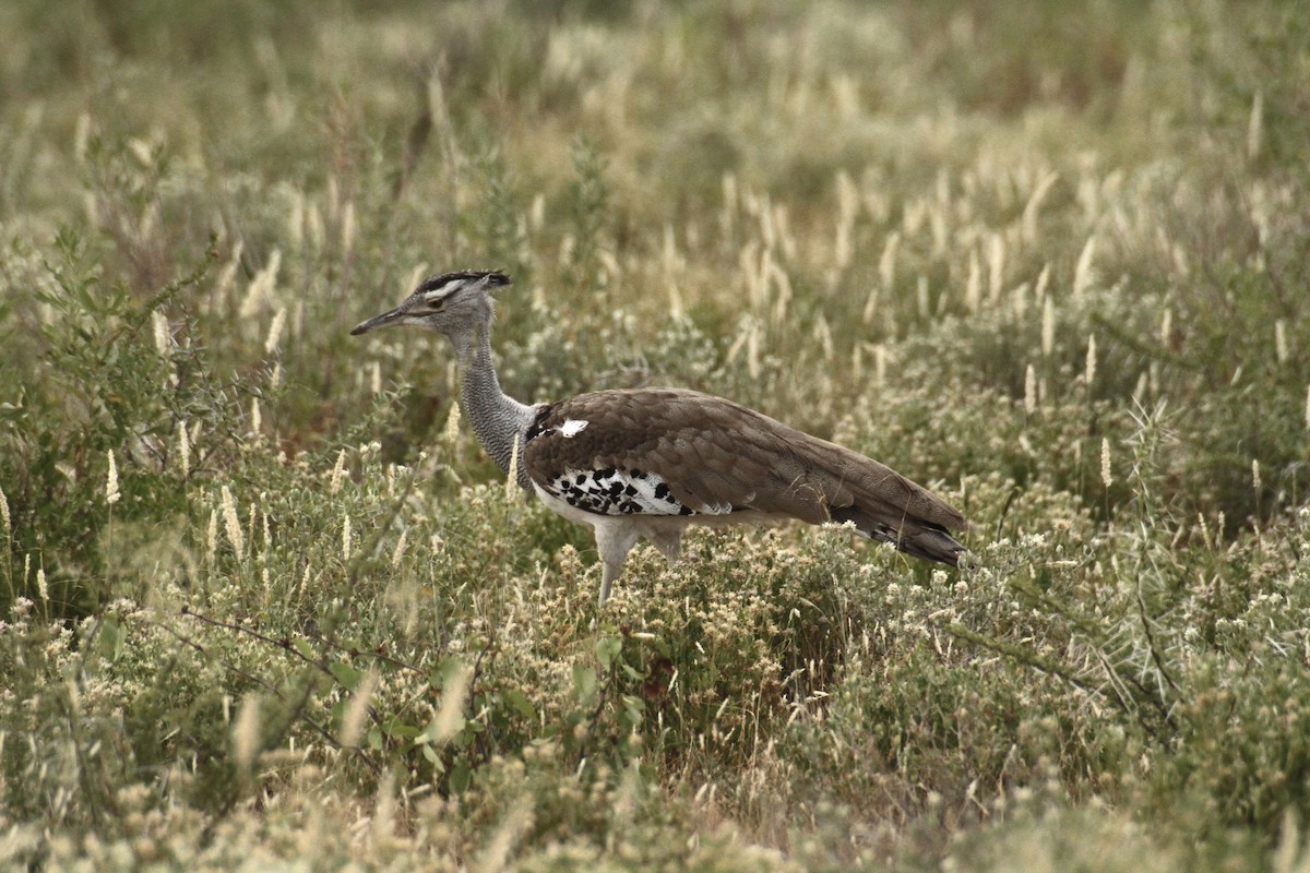 Kori Bustard - ML616365274