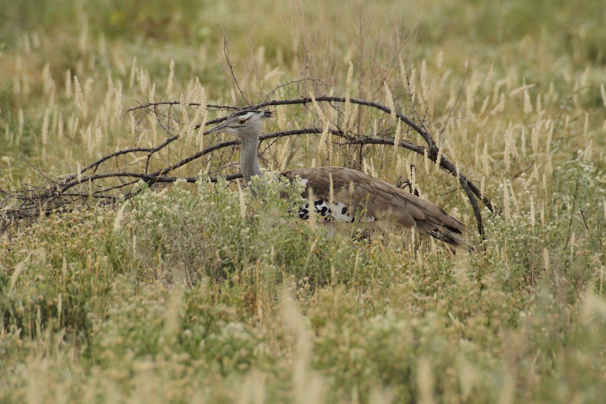 Kori Bustard - Adrien Pajot