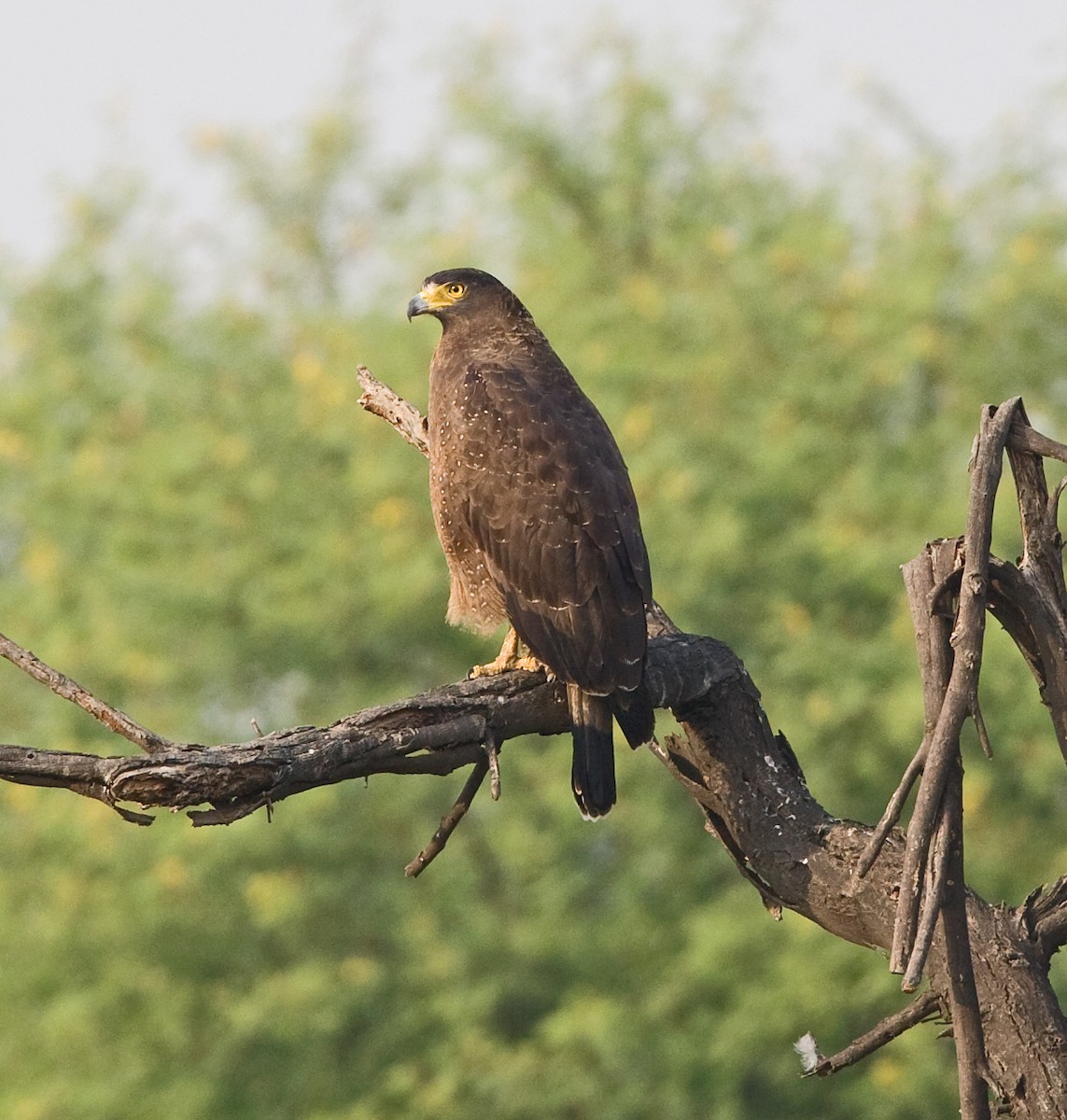 Crested Serpent-Eagle - ML616365289