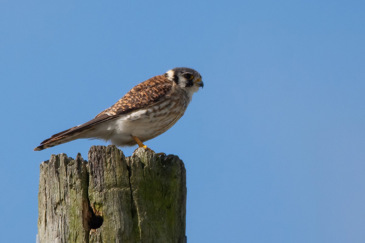 American Kestrel (Southeastern) - ML616365324