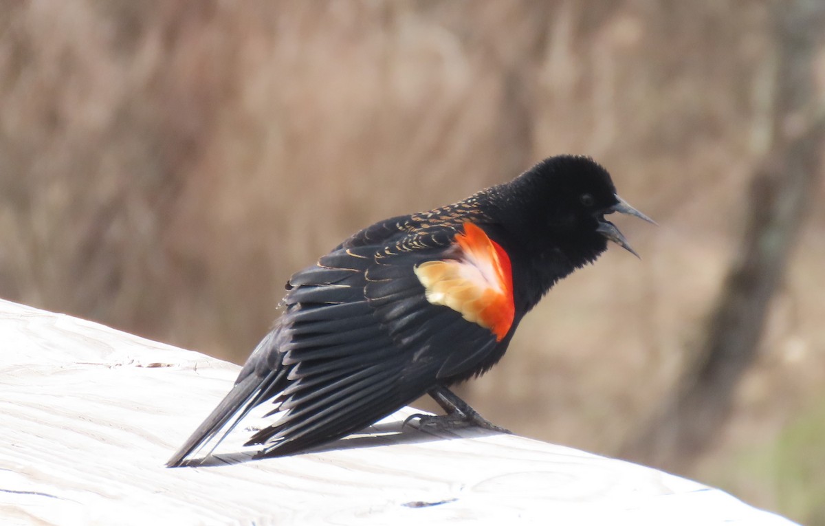 Red-winged Blackbird - ML616365344