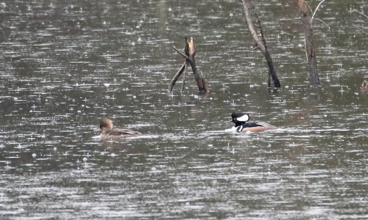 Hooded Merganser - ML616365356