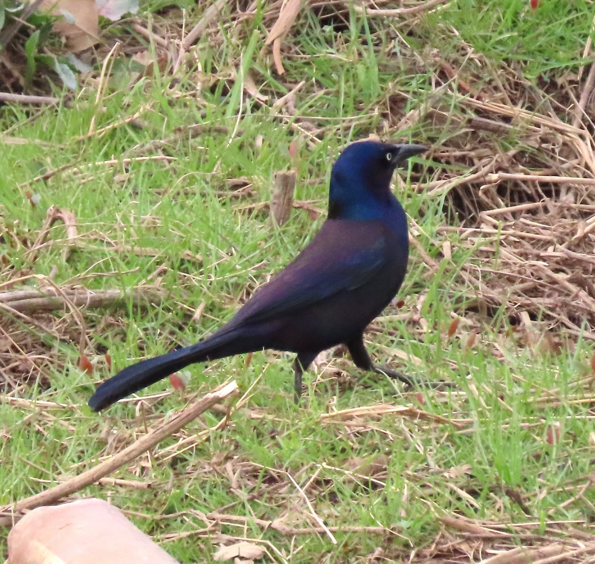 Common Grackle - ML616365362