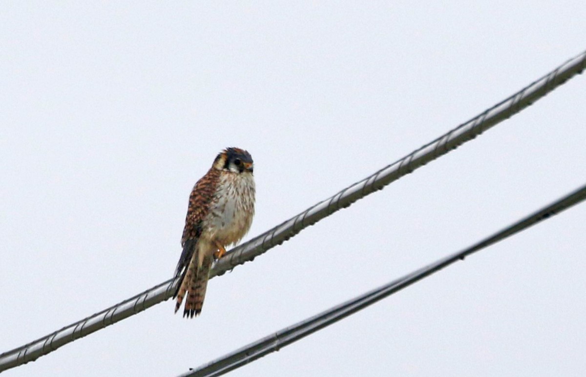 American Kestrel - ML616365363