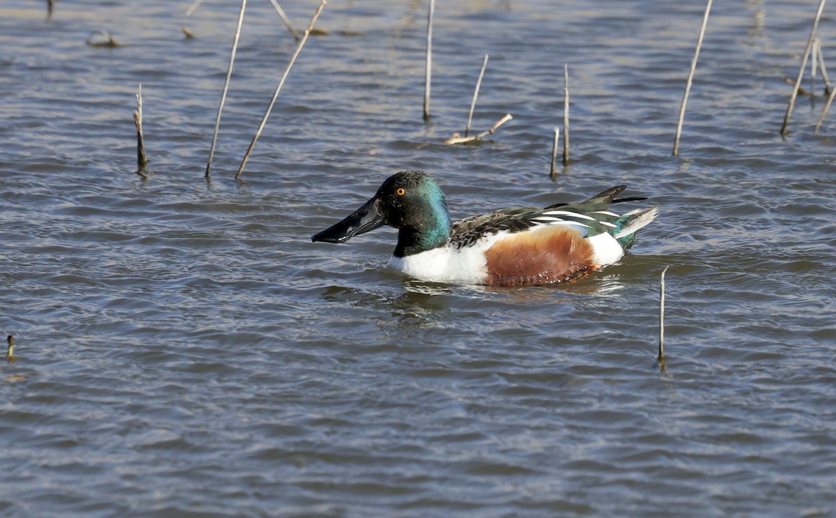 Canard souchet - ML616365365