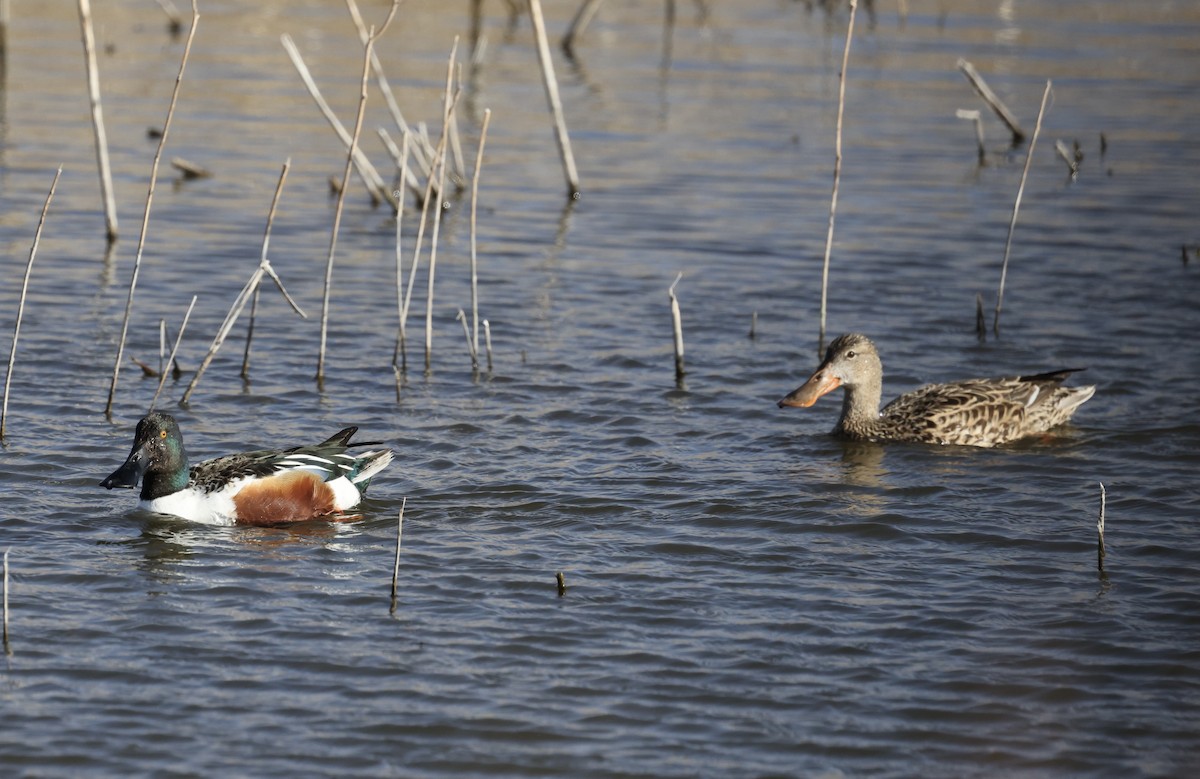 Northern Shoveler - Anne Bielamowicz