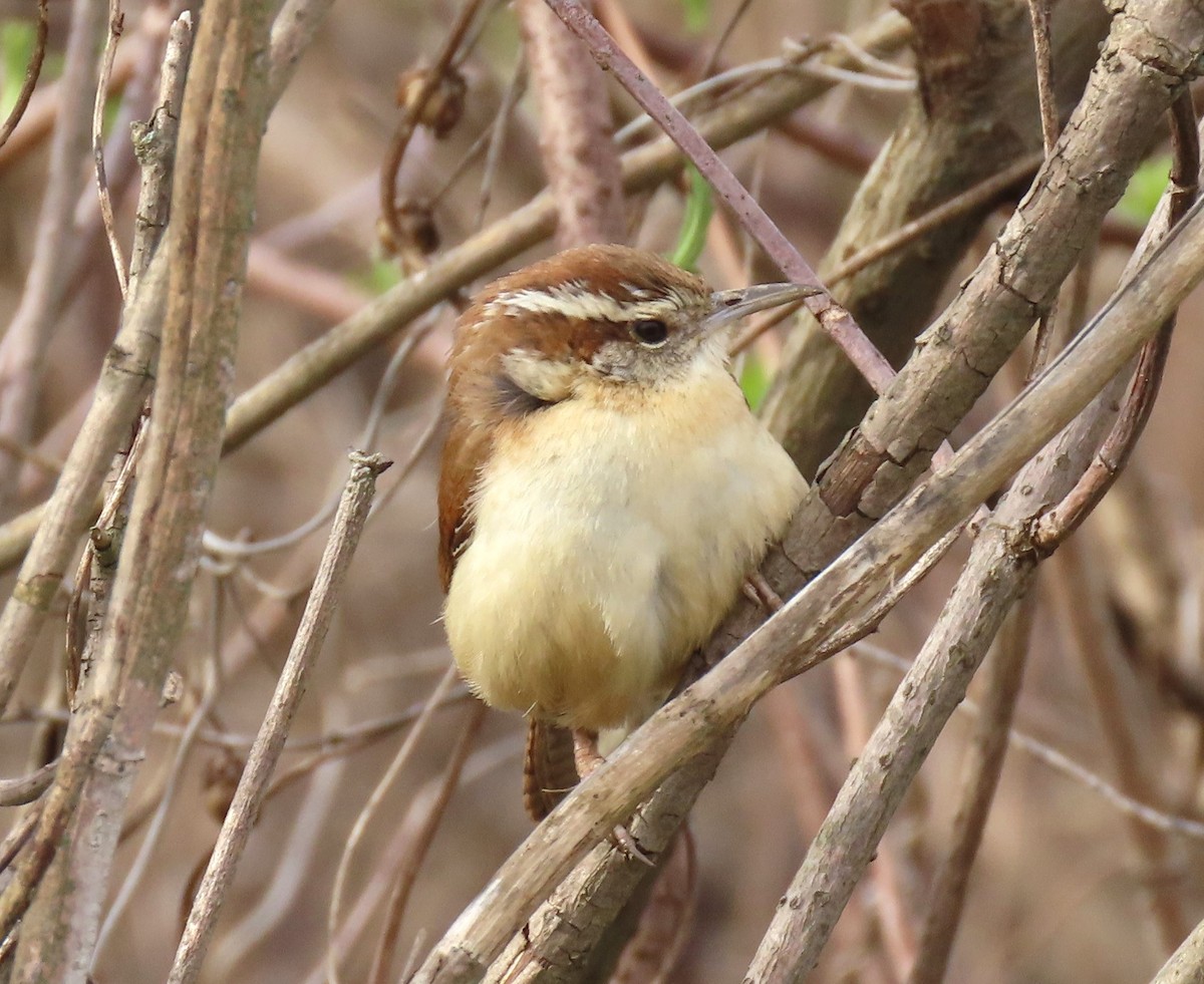 Carolina Wren - ML616365372