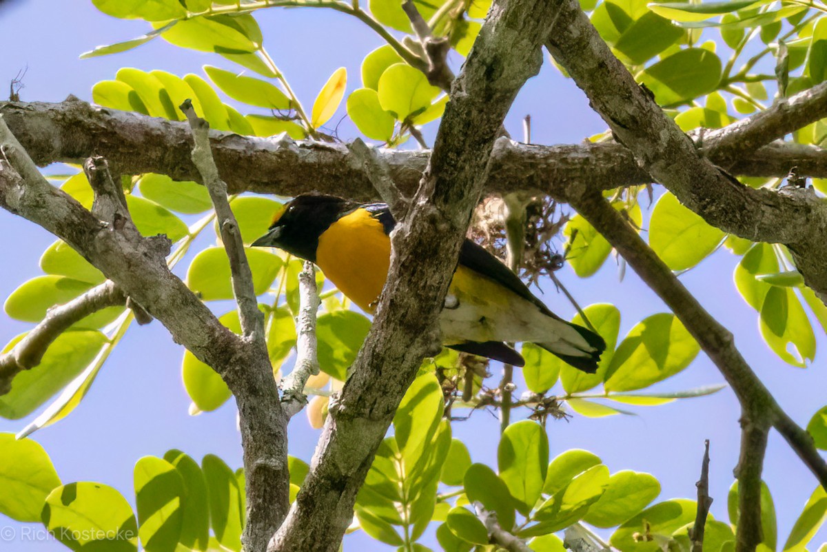 White-vented Euphonia - ML616365444