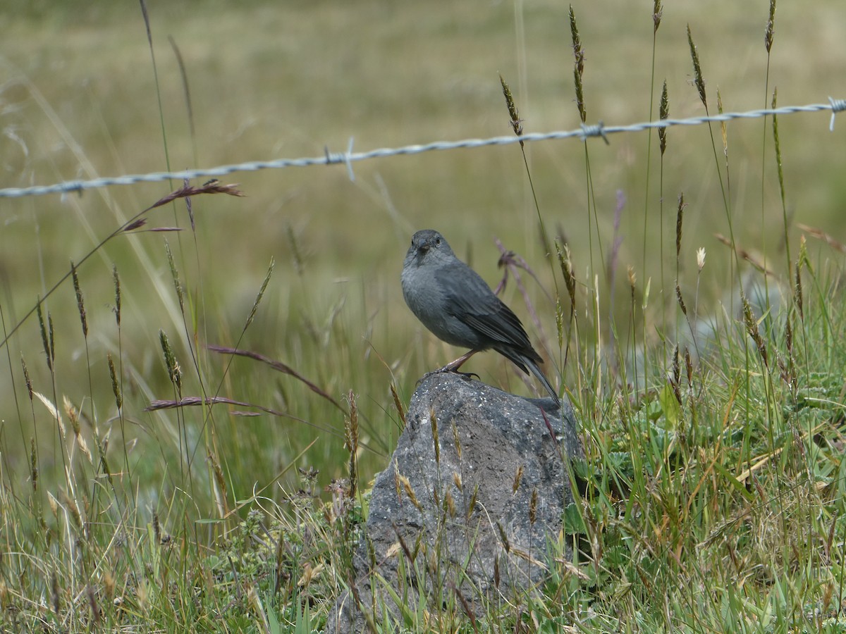 Plumbeous Sierra Finch - Flora Atherton