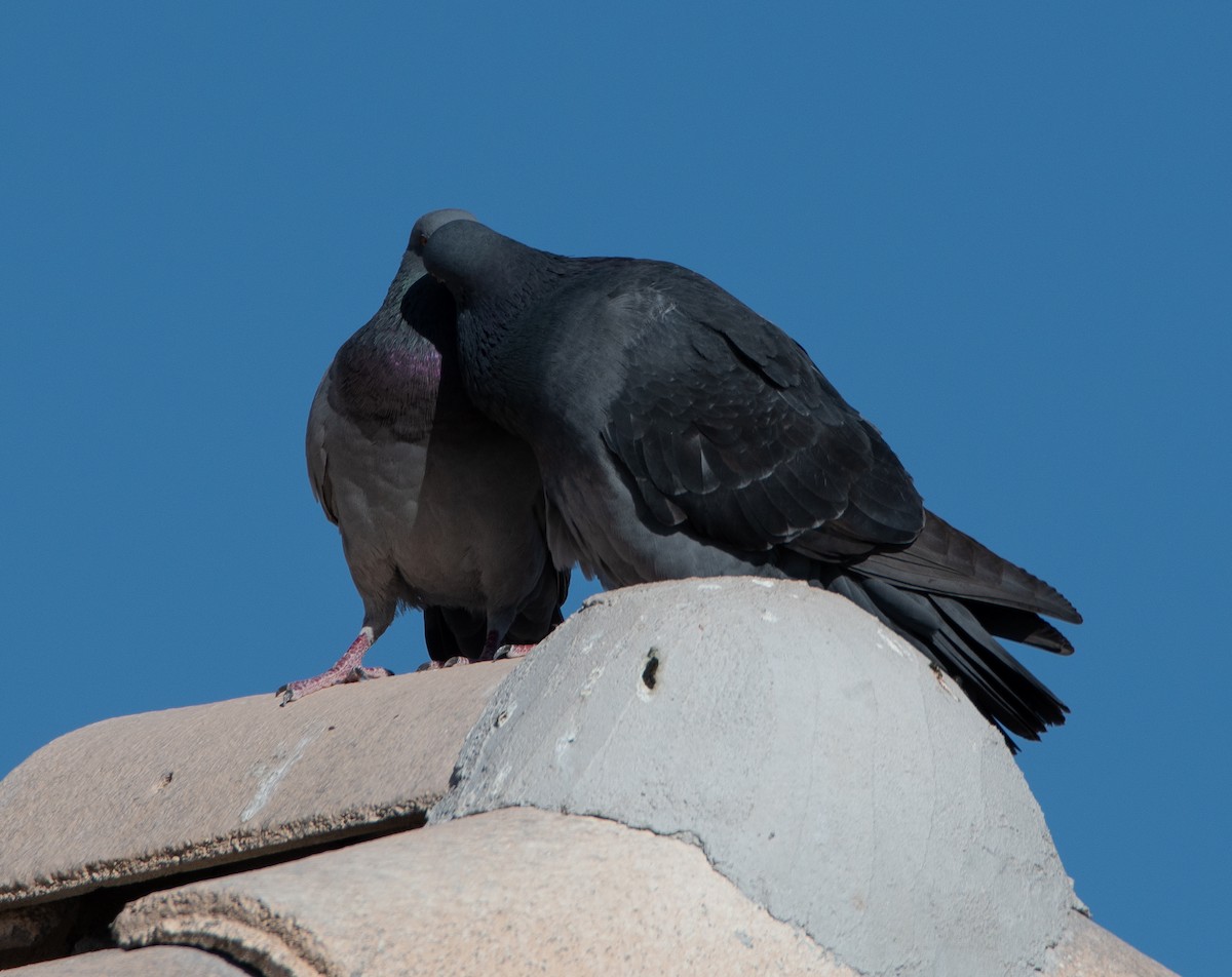 Rock Pigeon (Feral Pigeon) - ML616365548