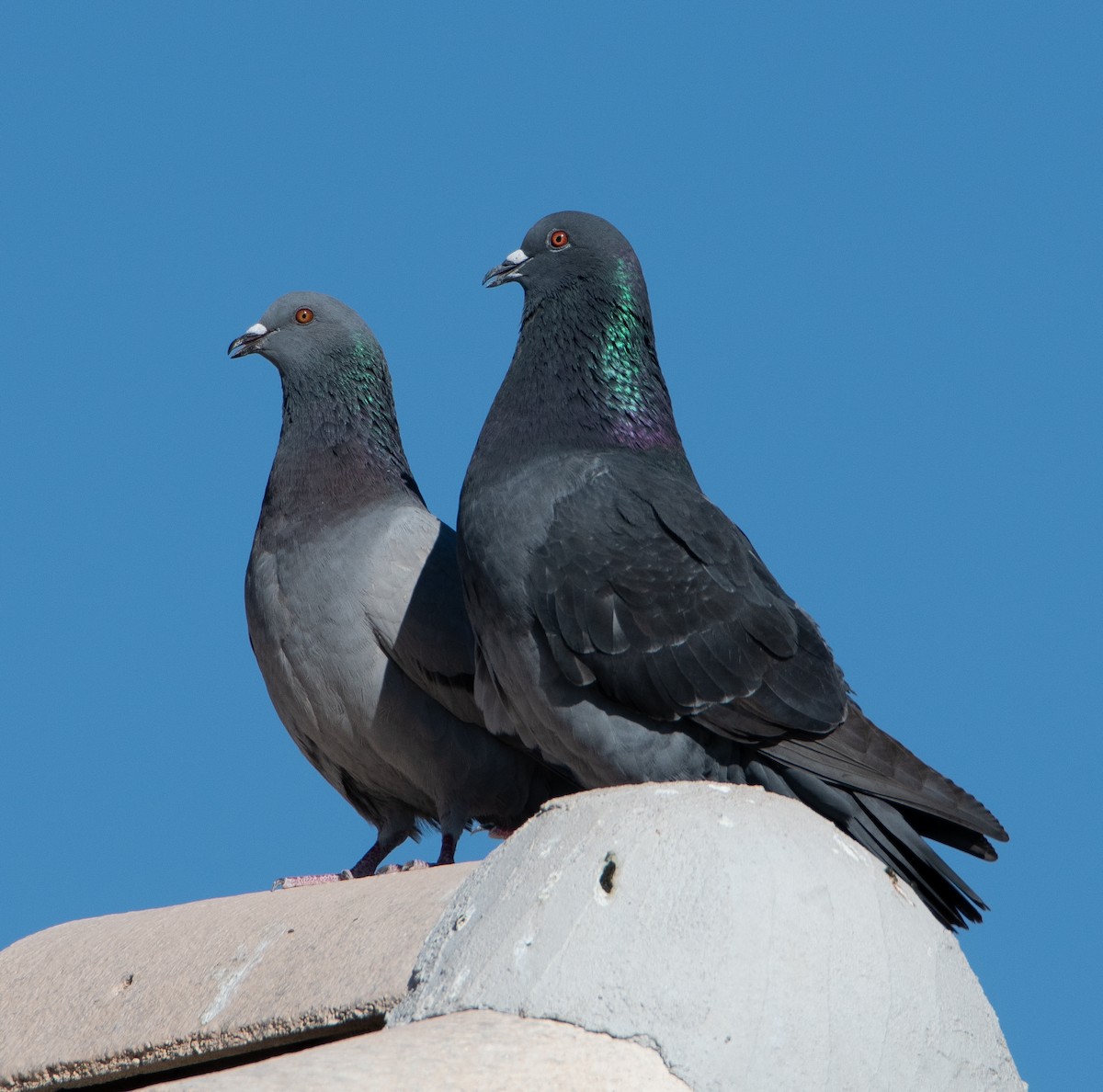 Rock Pigeon (Feral Pigeon) - ML616365549