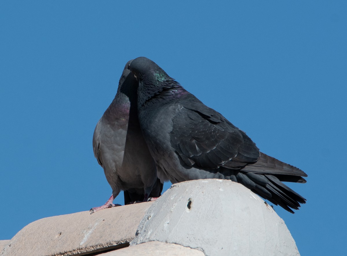 Rock Pigeon (Feral Pigeon) - ML616365551