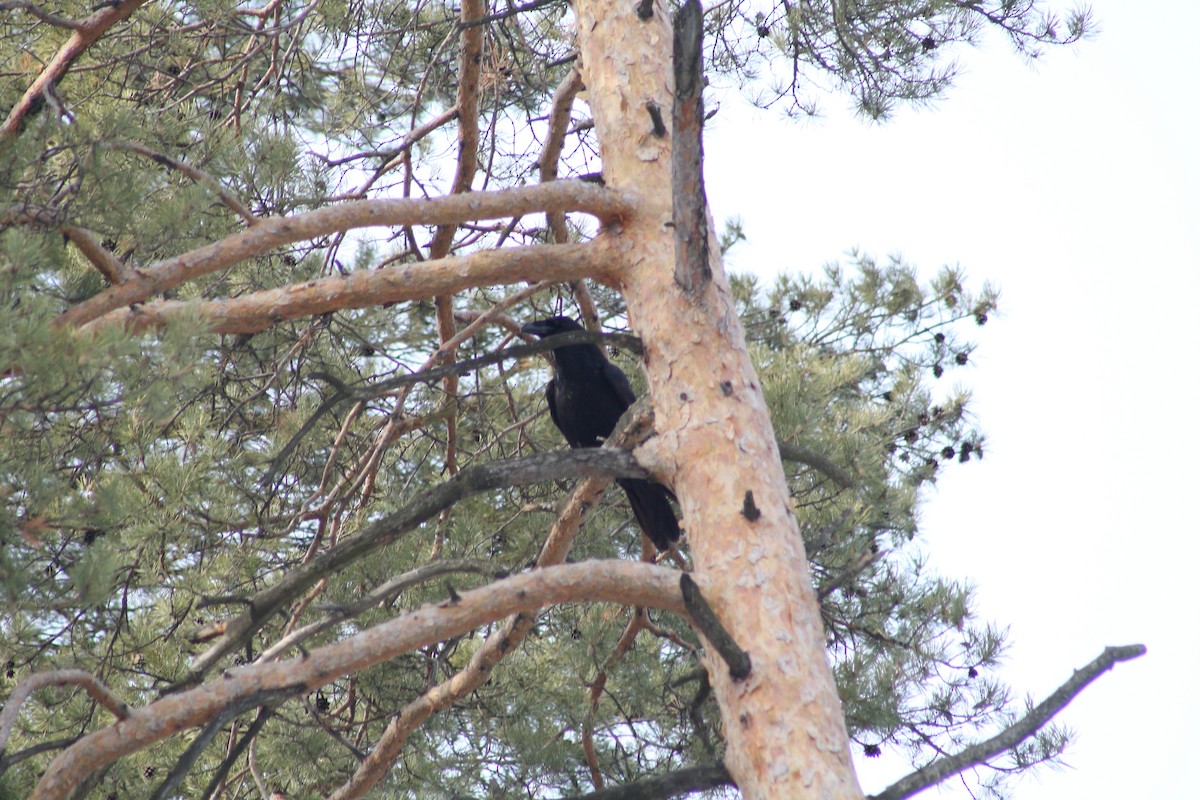 Common Raven - ML616365558