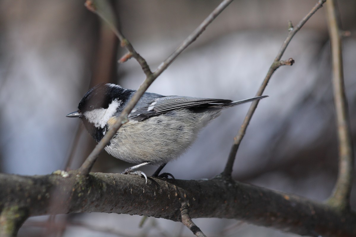 Coal Tit - ML616365568