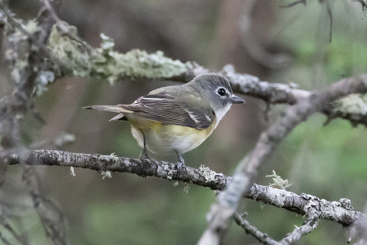 Blue-headed Vireo - Robert Raffel