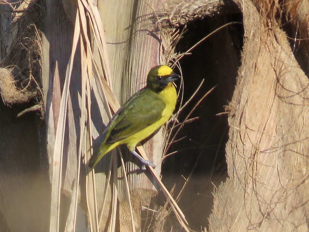 Thick-billed Euphonia - ML616365693