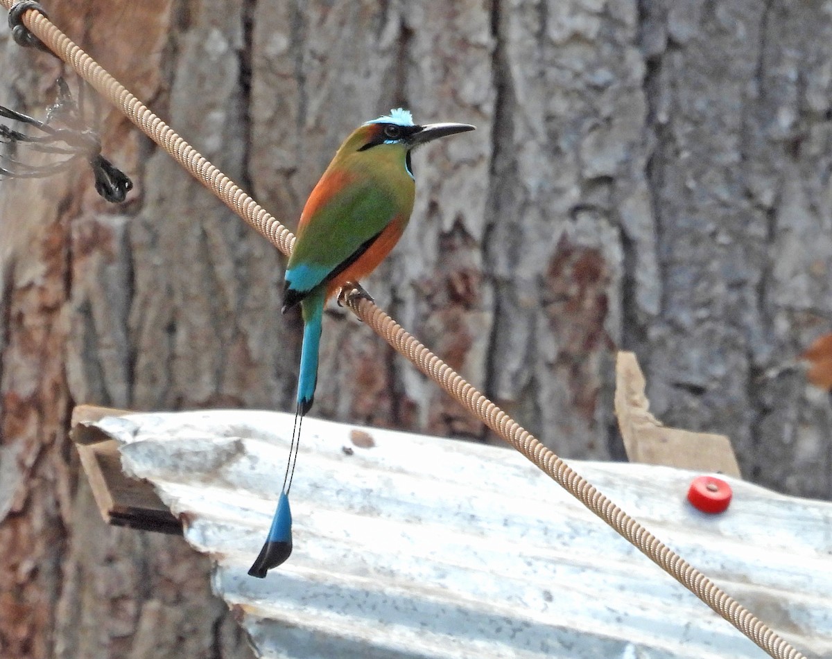 Diademmotmot - ML616365695