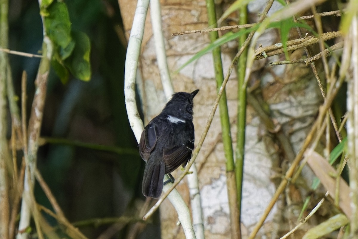 Dusky Antbird - ML616365714