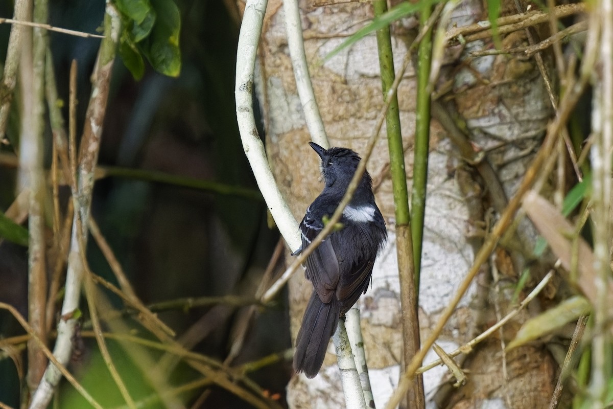 Dusky Antbird - Holger Teichmann