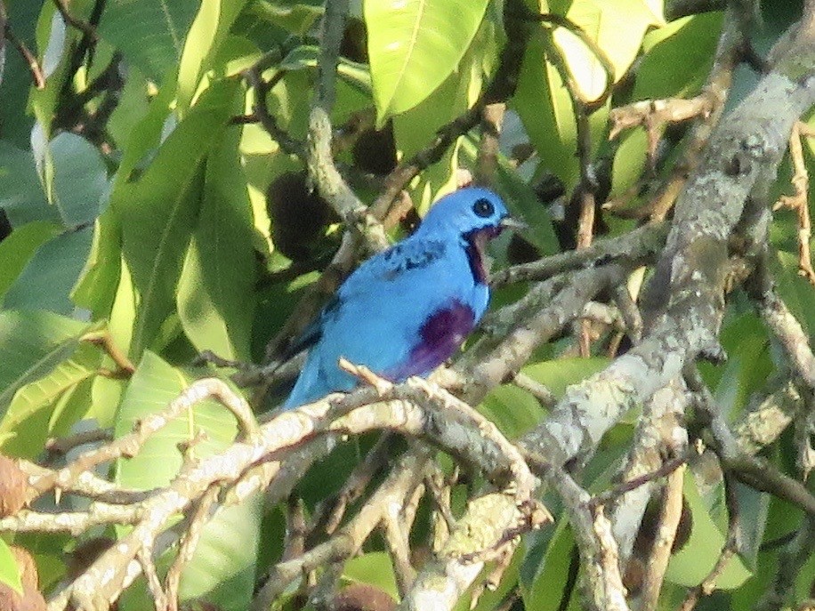 Turquoise Cotinga - ML616365728