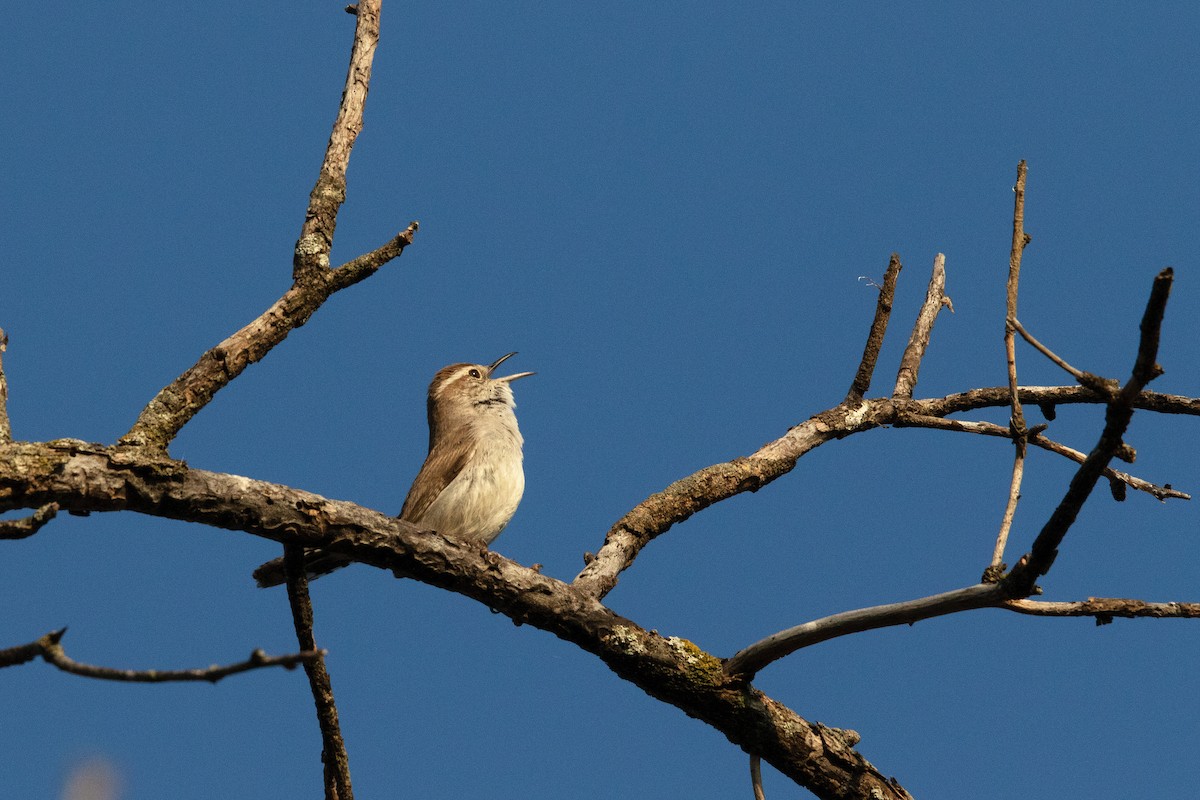 Bewick's Wren - Timothy Lawton