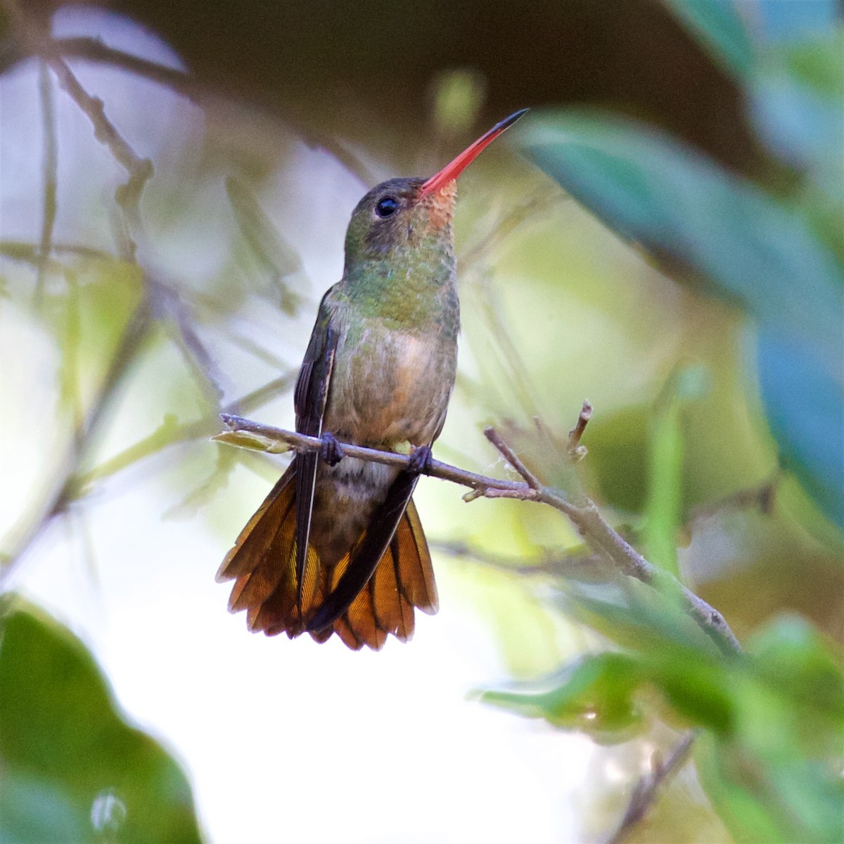 Gilded Hummingbird - ML616365753