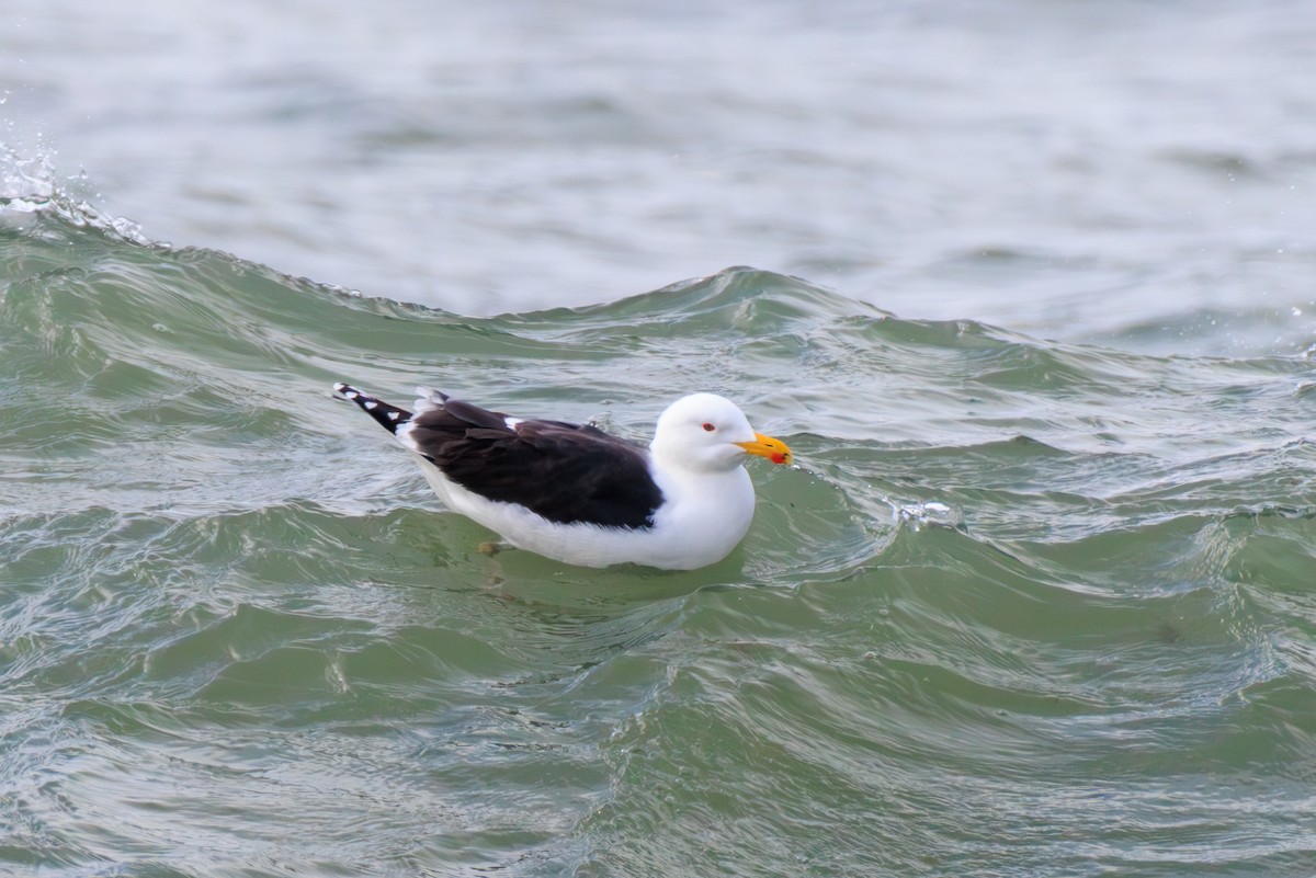 Great Black-backed Gull - ML616365809