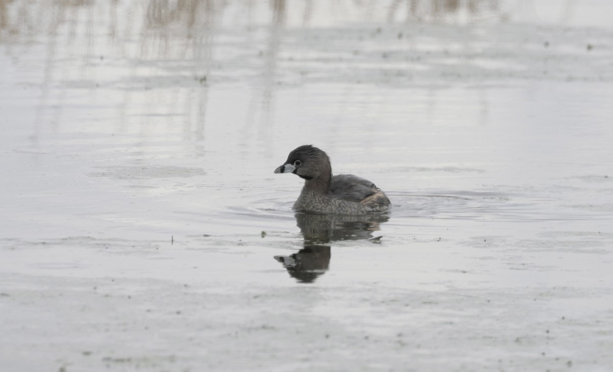 Pied-billed Grebe - ML616365859