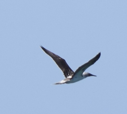 Blue-footed Booby - ML616365867