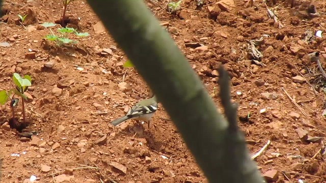 Forest Wagtail - ML616365980