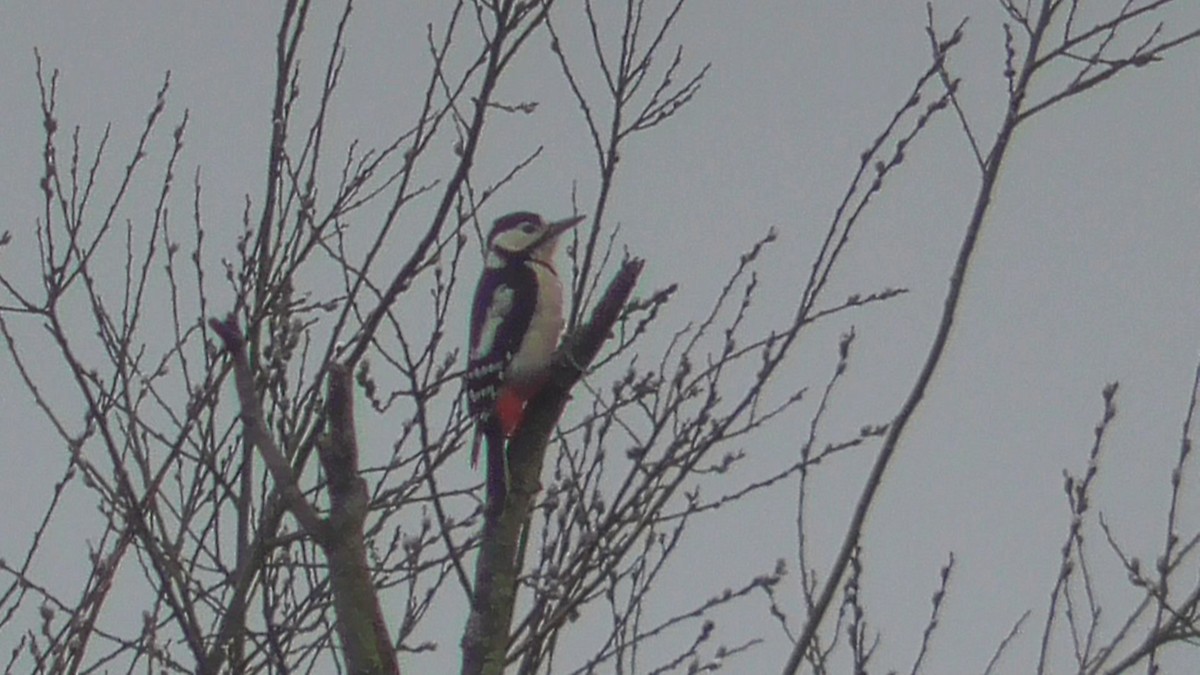 Great Spotted Woodpecker - ML616365982
