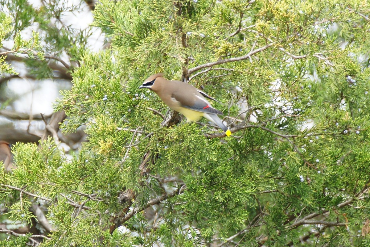 Cedar Waxwing - ML616366009