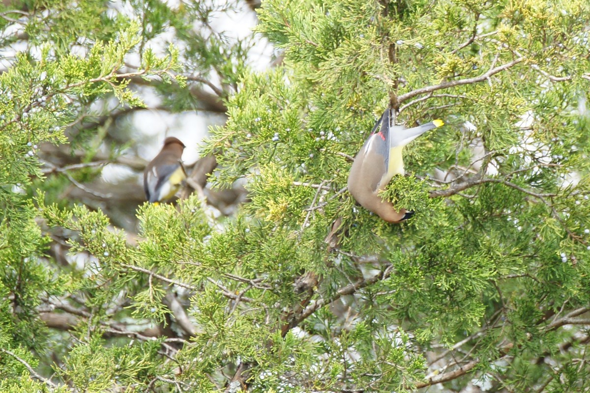 Cedar Waxwing - ML616366010