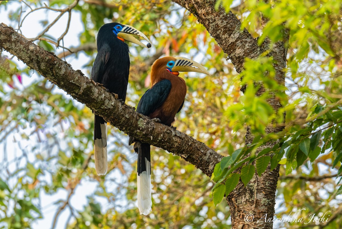 Rufous-necked Hornbill - Aniruddha Joshi