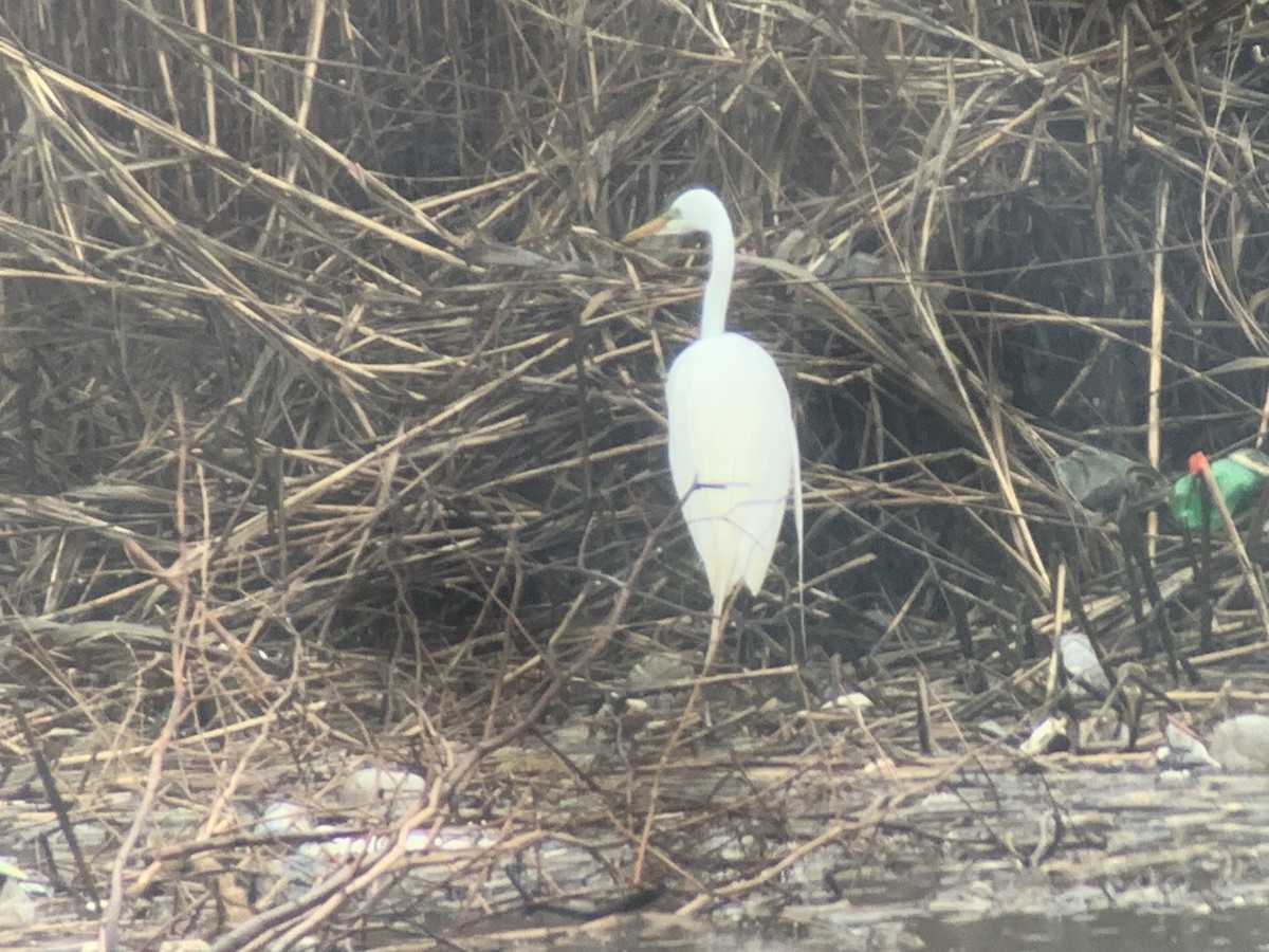 Great Egret - ML616366068