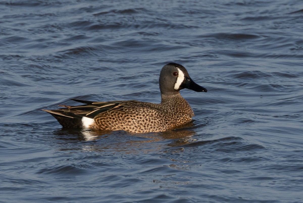 Blue-winged Teal - ML616366200