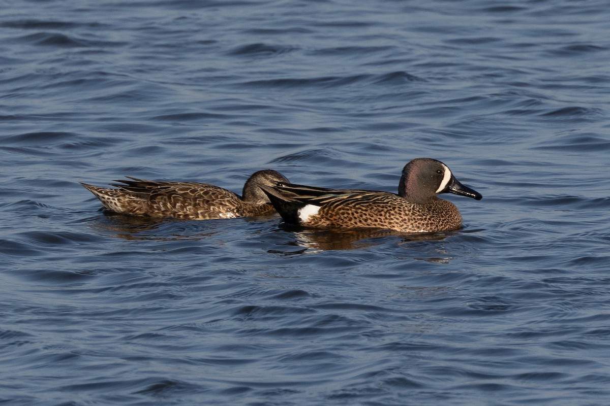Blue-winged Teal - ML616366202