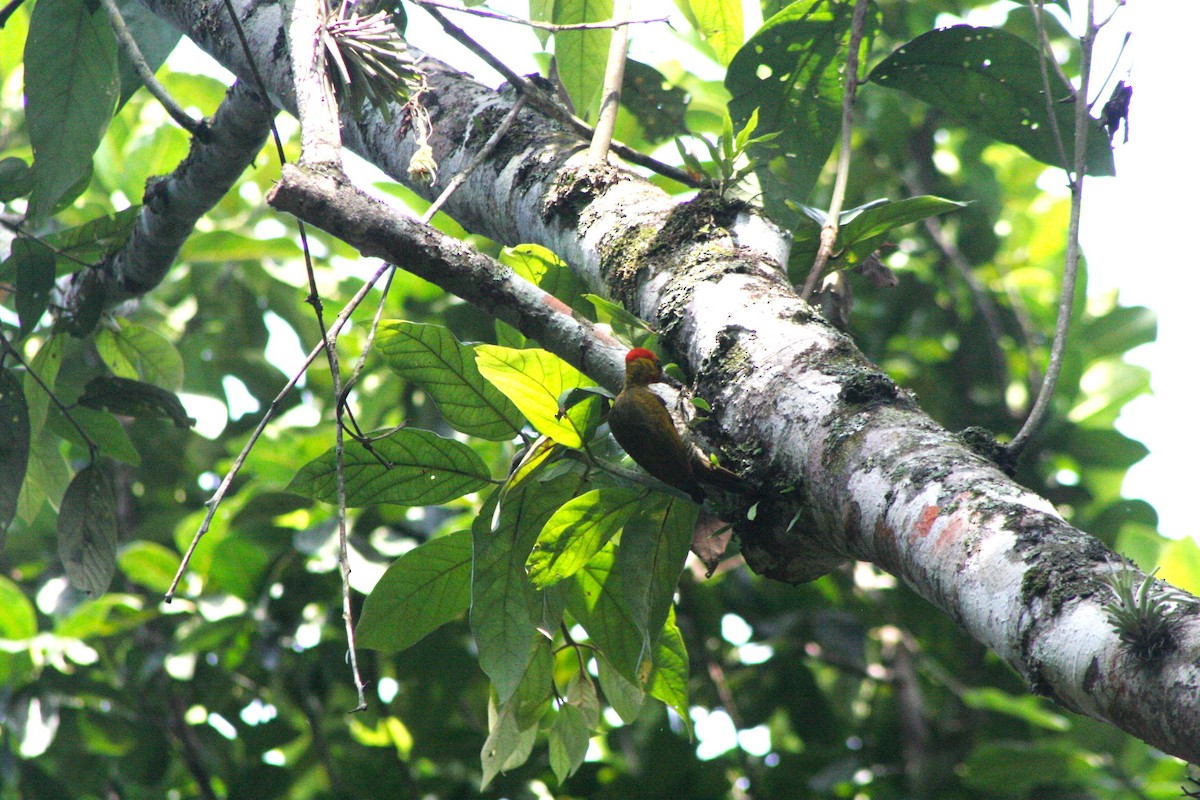 Yellow-throated Woodpecker - Edu no Mato